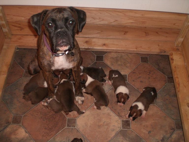 European Boxer Puppies For Sale In Nc