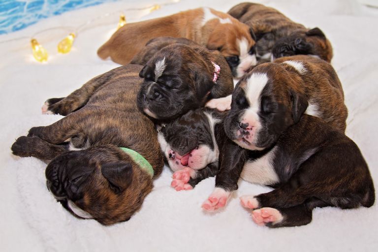 European Boxer Puppies For Sale In Oregon