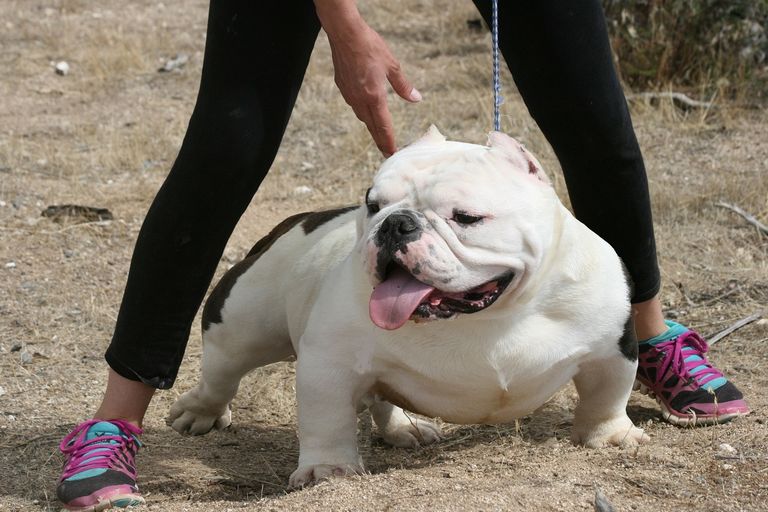 Exotic Bullies For Sale In Texas