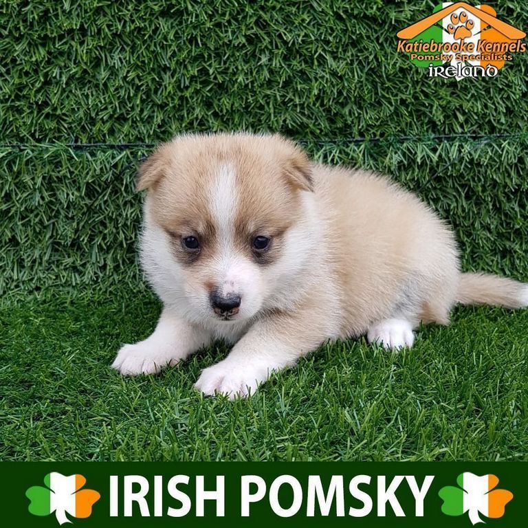F1 Pomsky Puppies For Sale
