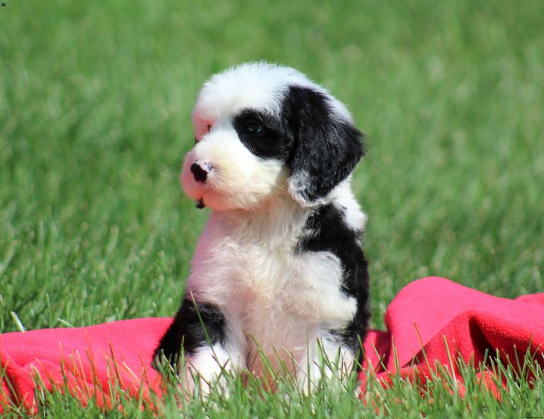 F1 Sheepadoodle Puppies For Sale