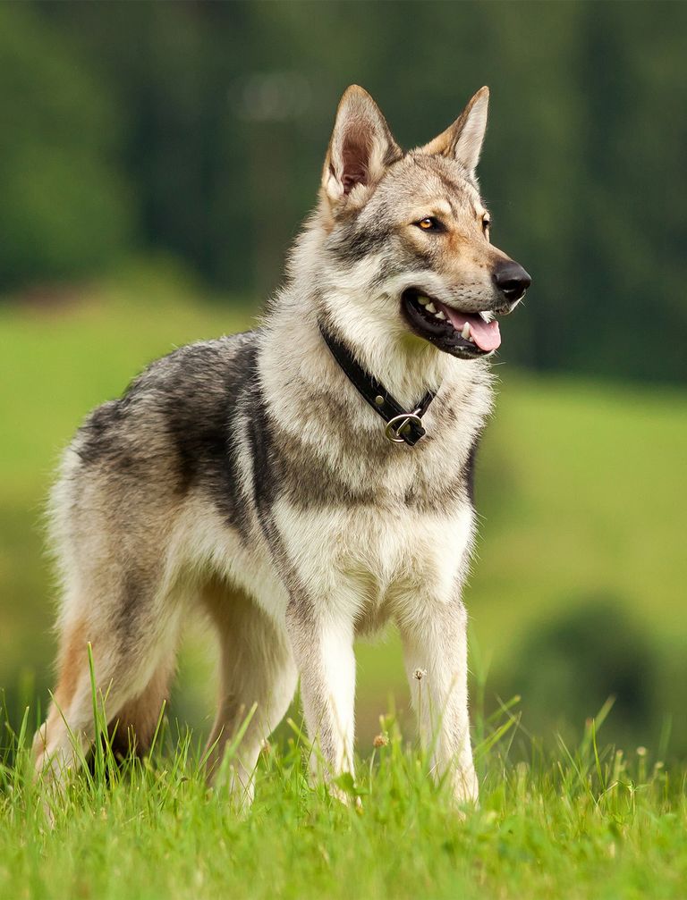 F3 Wolfdog For Sale