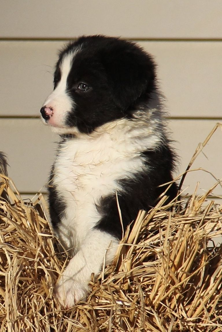Farm Bred Border Collie Puppies For Sale Indiana