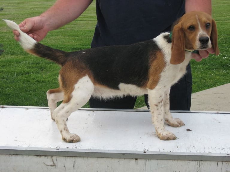 Fast Beagles For Sale
