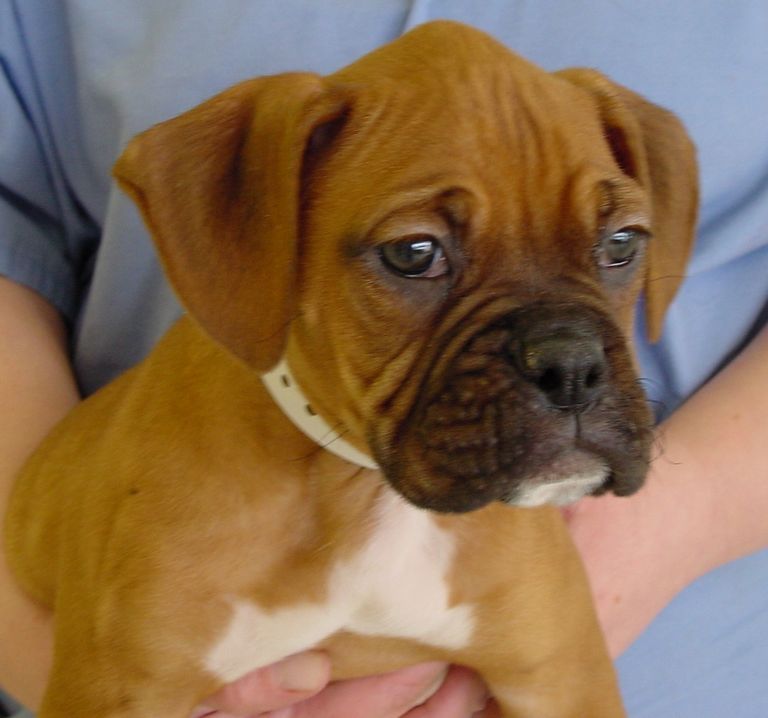 Fawn Boxer Puppies For Sale In Nj