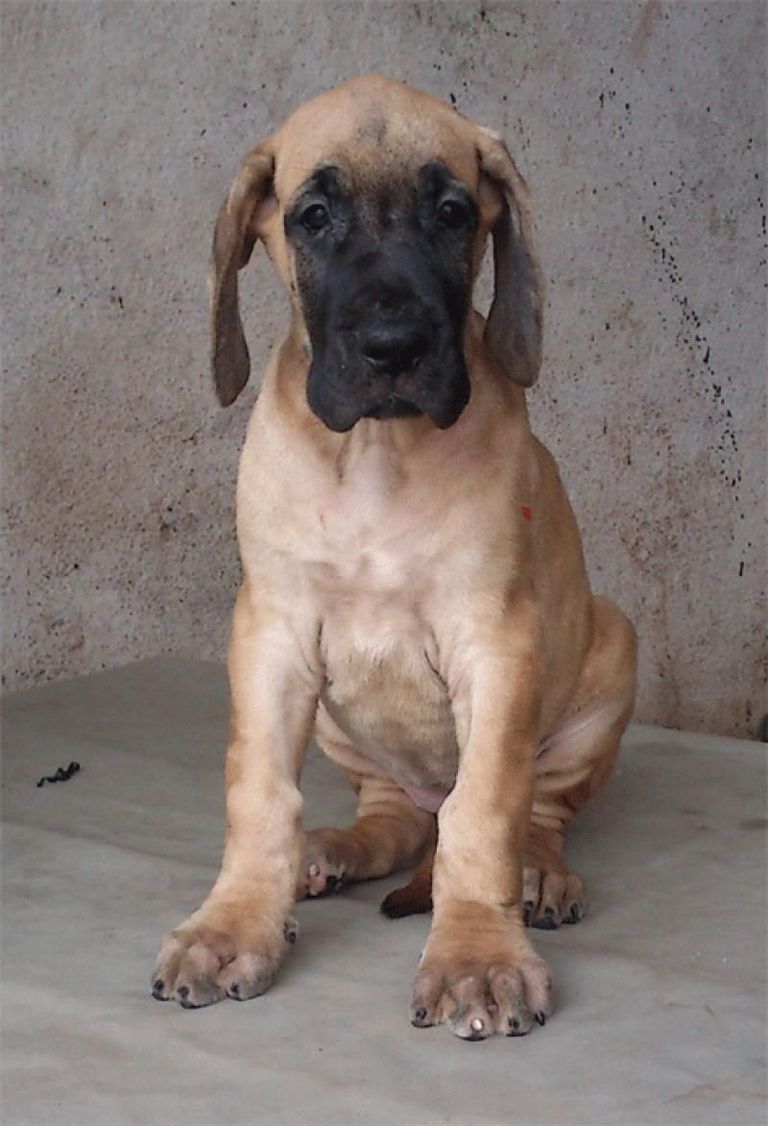 Fawn Great Dane Puppy For Sale