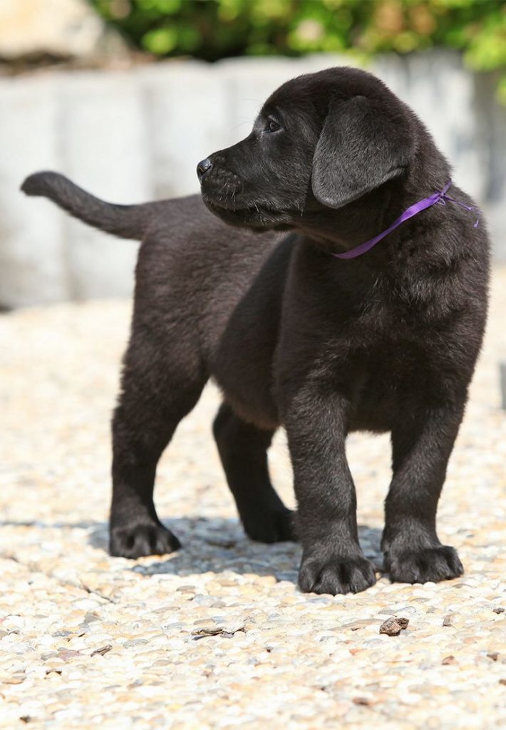 Female Black Lab Dog Names