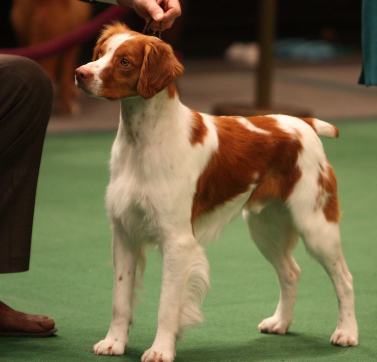 Female Brittany Spaniel Puppies For Sale Near Me