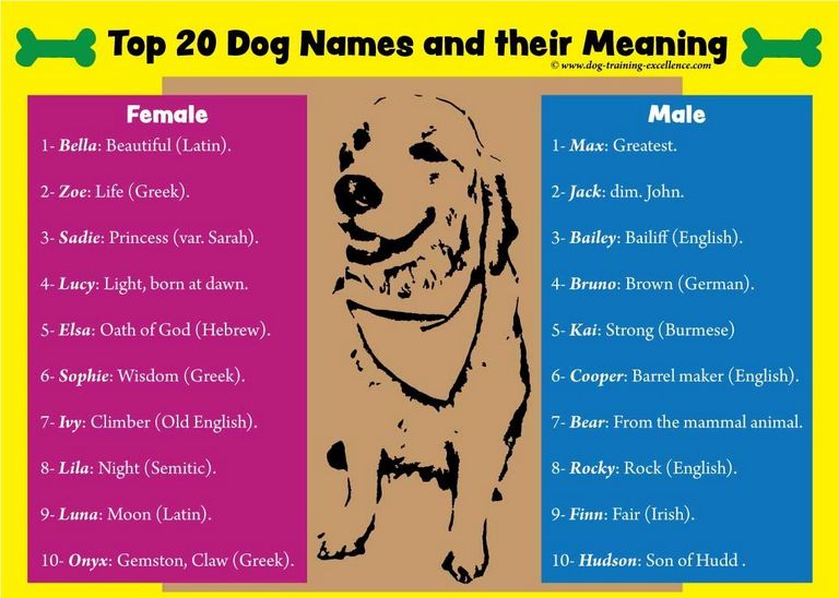Female Dog Names By Breed