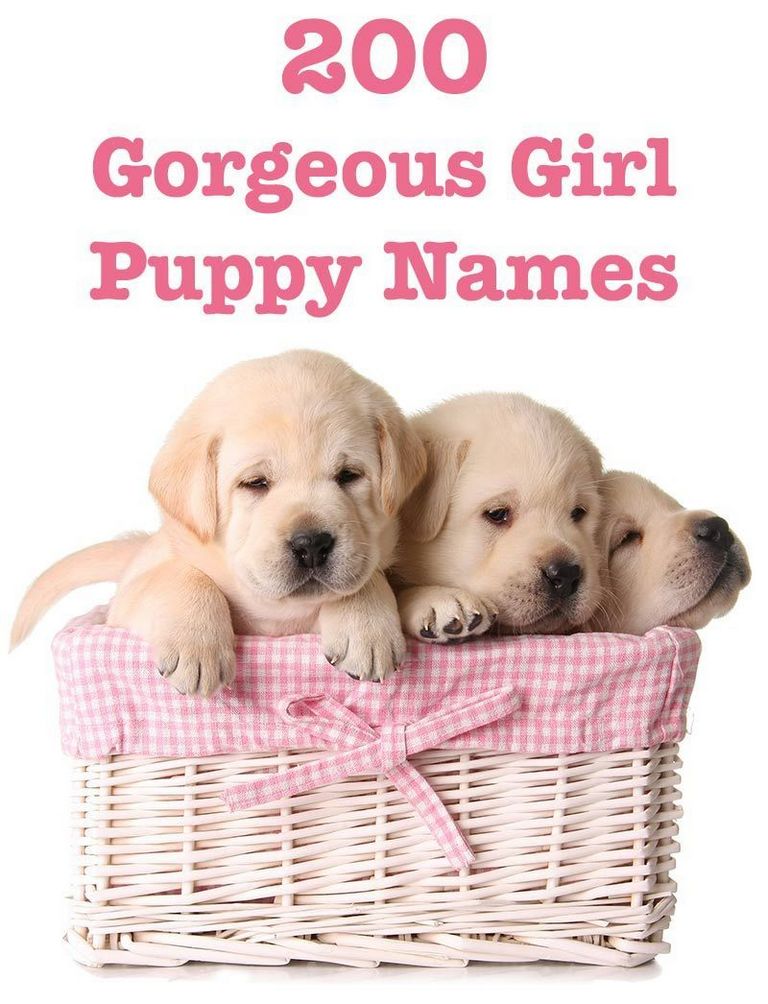 100 most popular female dog names
