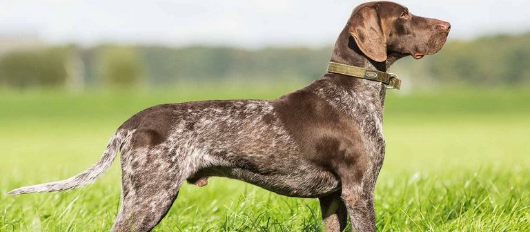 Female German Shorthaired Pointer Puppies For Sale