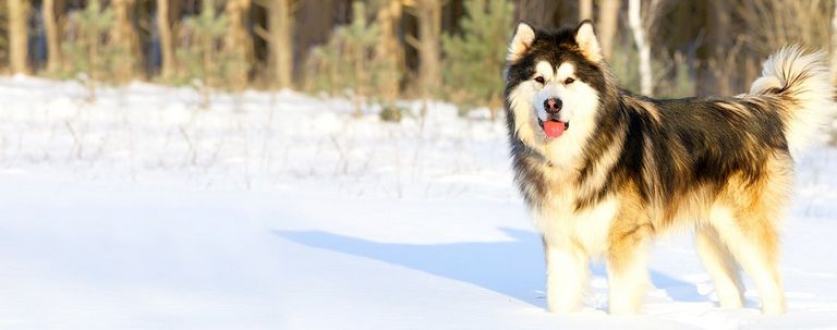 Female Malamute Names And Meanings