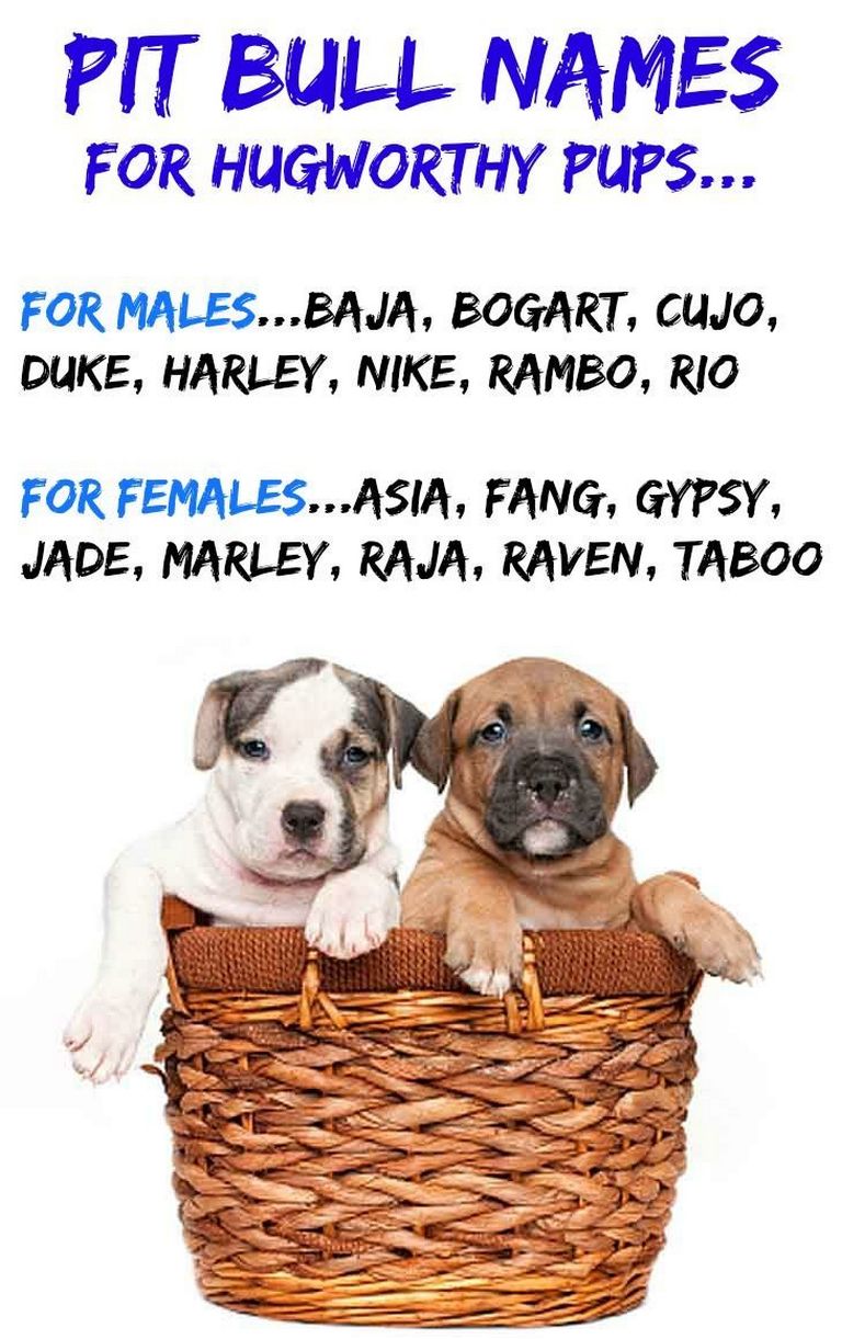 Female Pitbull Names