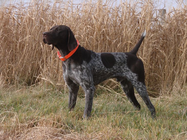 Field Trial German Shorthaired Pointers For Sale