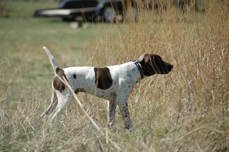 Field Trial German Shorthaired Pointers