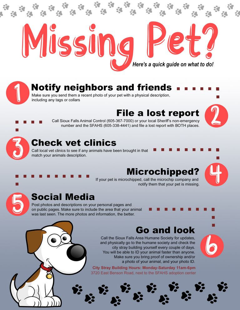 File A Lost Dog Report