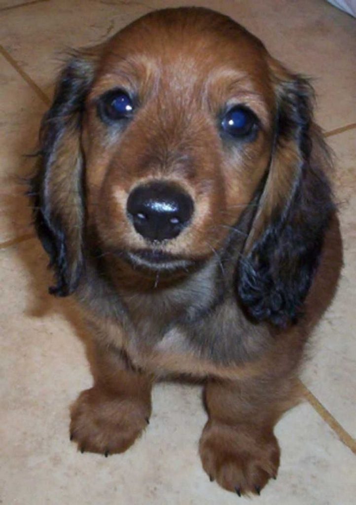 Fort Smith Long Haired Miniature Dachshund