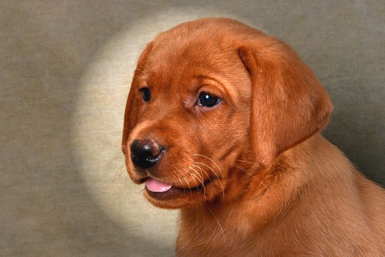 Fox Red Lab Puppies For Sale California