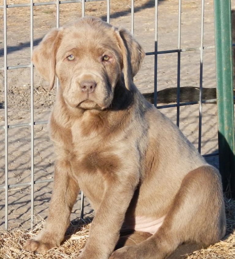 Fox Red Lab Puppies For Sale In Texas