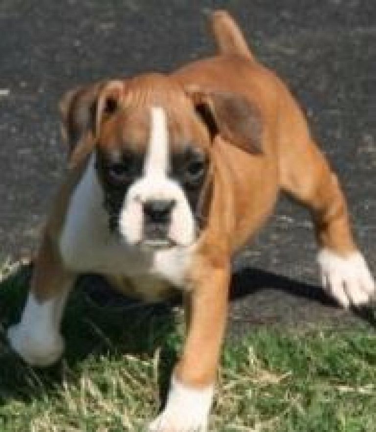 Free Boxer Puppies In Maine