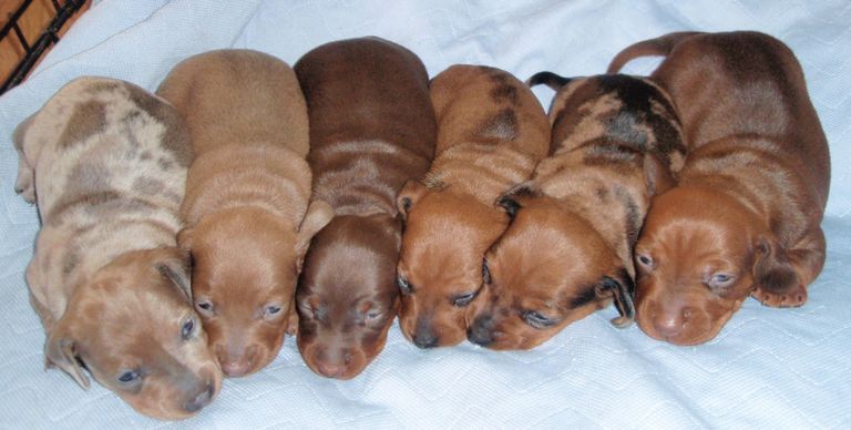 Free Dachshund Puppies
