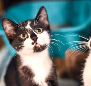Free Kittens Cleveland Tn | Top Dog Information