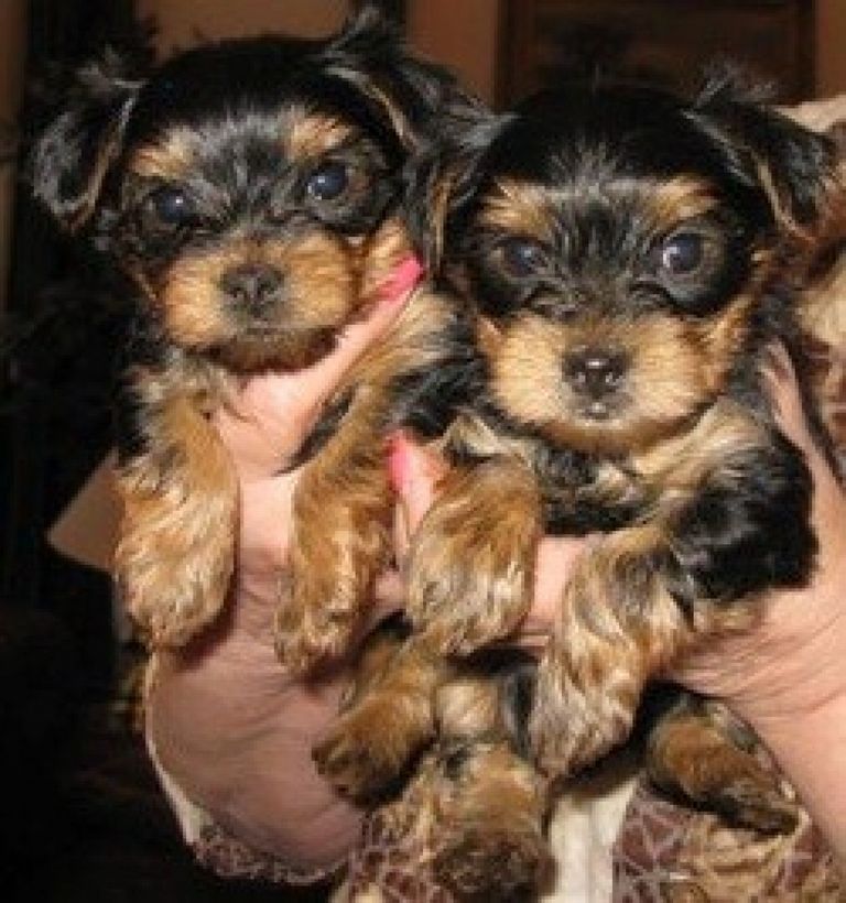 Free Yorkie Puppies In Alabama