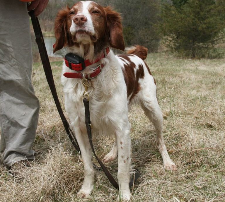 French Brittany For Pheasants