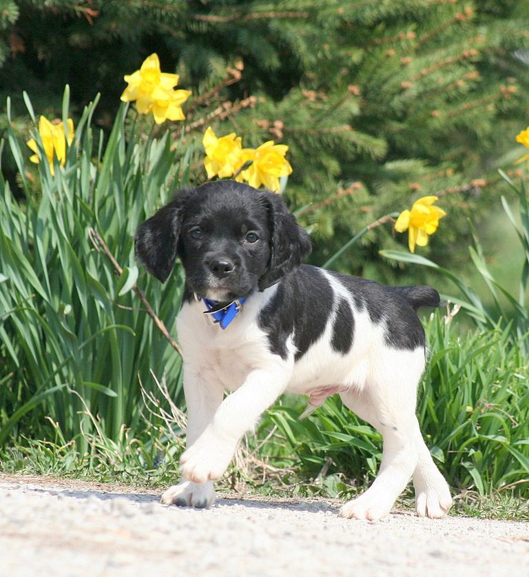 French Brittany Puppies For Sale In Pa