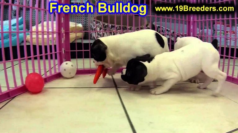 French Bulldog Appleton Wi