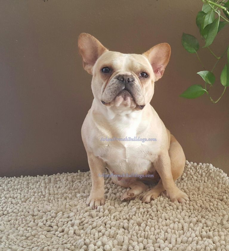 French Bulldog Colors Fawn Top Dog Information