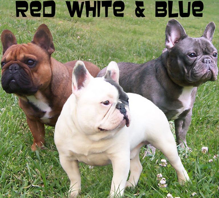 French Bulldog For Sale In Tn Top Dog Information