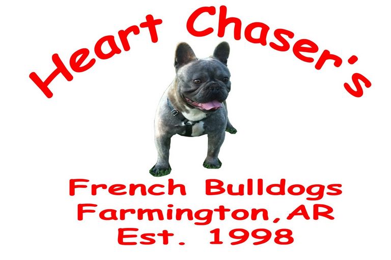 French Bulldog For Sale Near Arkansas