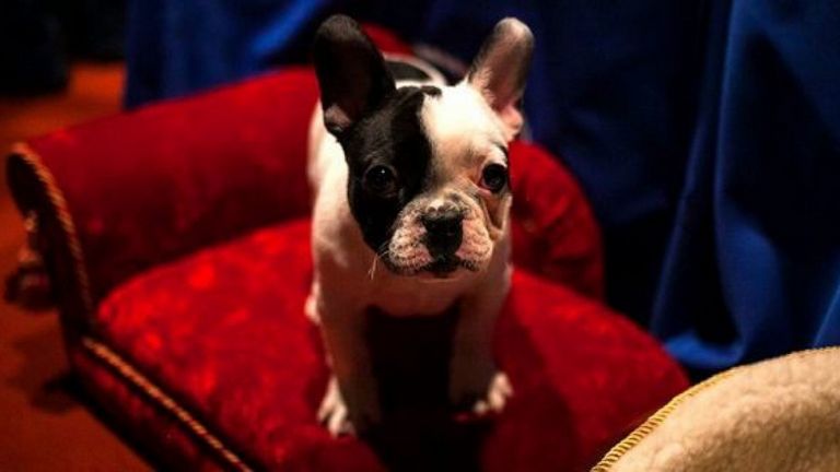 French Bulldog Houston Craigslist Top Dog Information