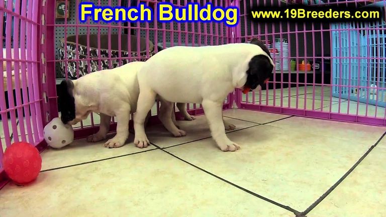 French Bulldog Lincoln