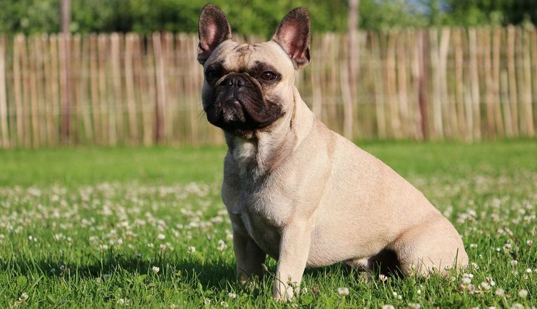 French Bulldog Mix Puppies For Sale