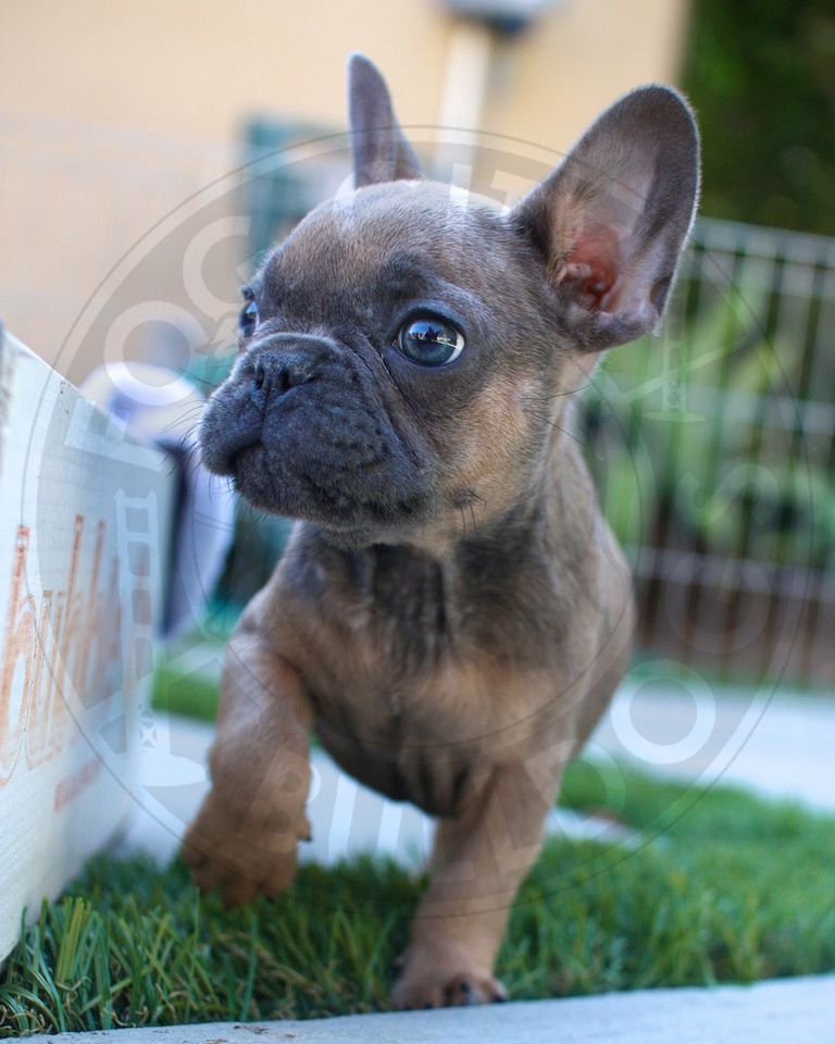 French Bulldog Puppies California Adoption