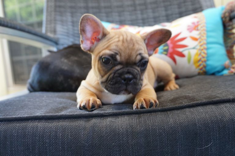French Bulldog Puppies For Sale Bay Area