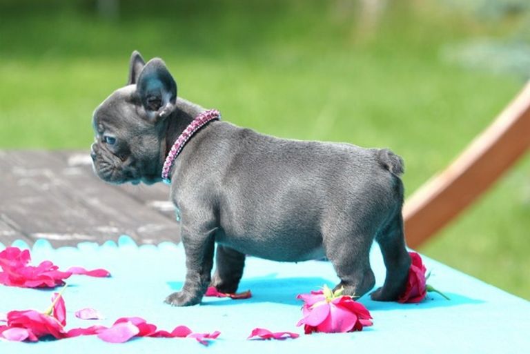French Bulldog Puppies For Sale Idaho Top Dog Information