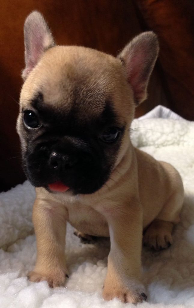 French Bulldog Puppies For Sale In North Carolina