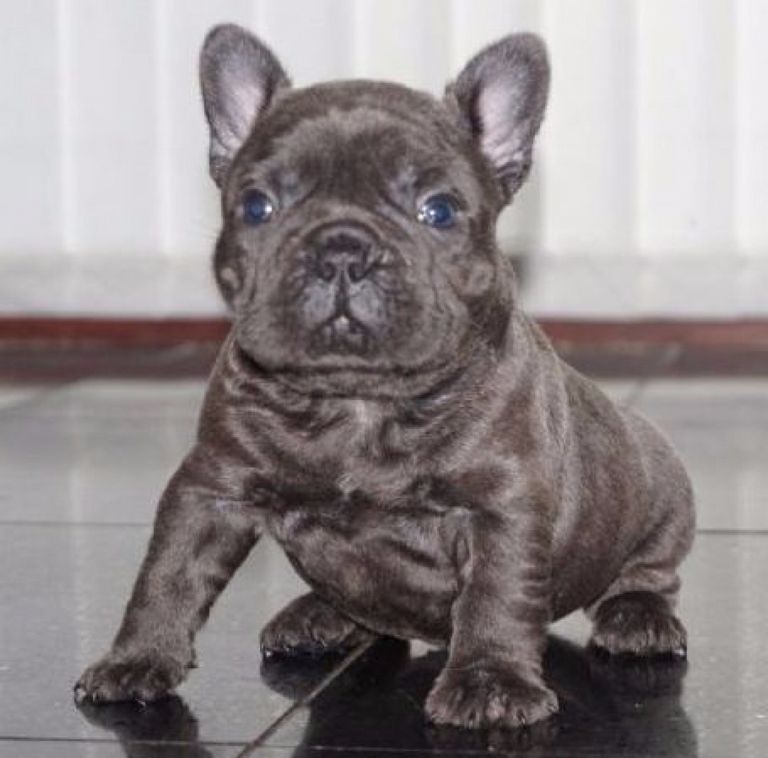 French Bulldog Puppies For Sale In Tn Top Dog Information