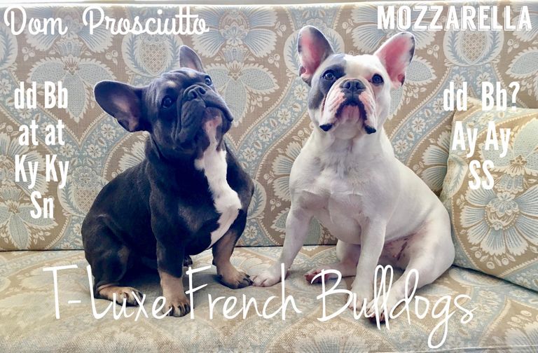 French Bulldog Puppies For Sale Syracuse Ny