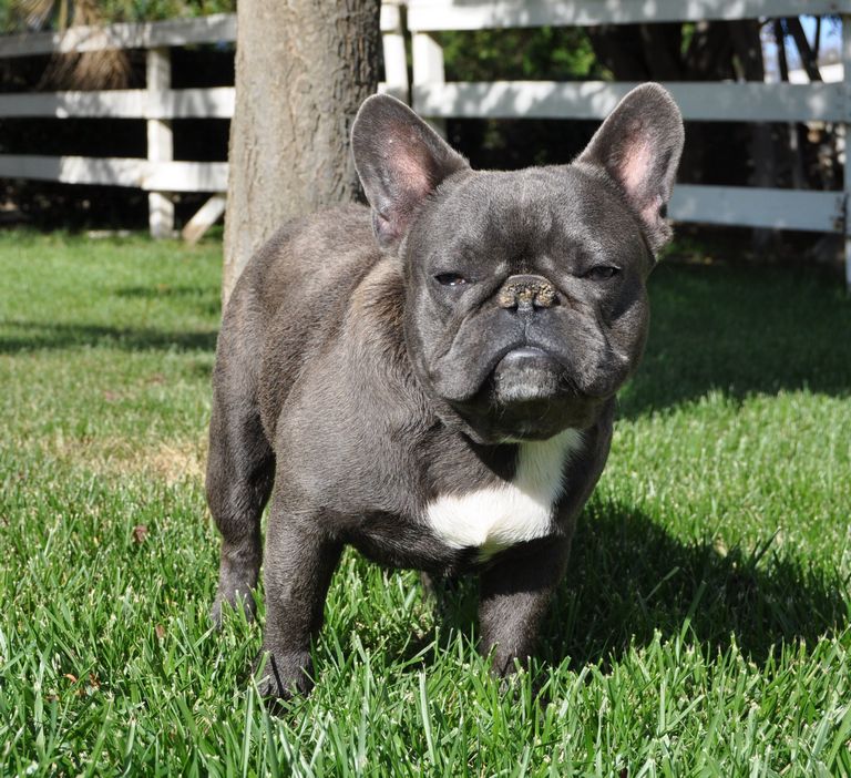 French Bulldog Puppies For Sale Tulsa | Top Dog Information