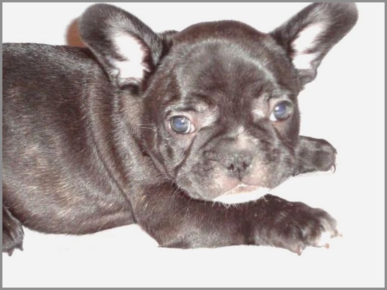 French Bulldog Puppies Granby Ct Top Dog Information