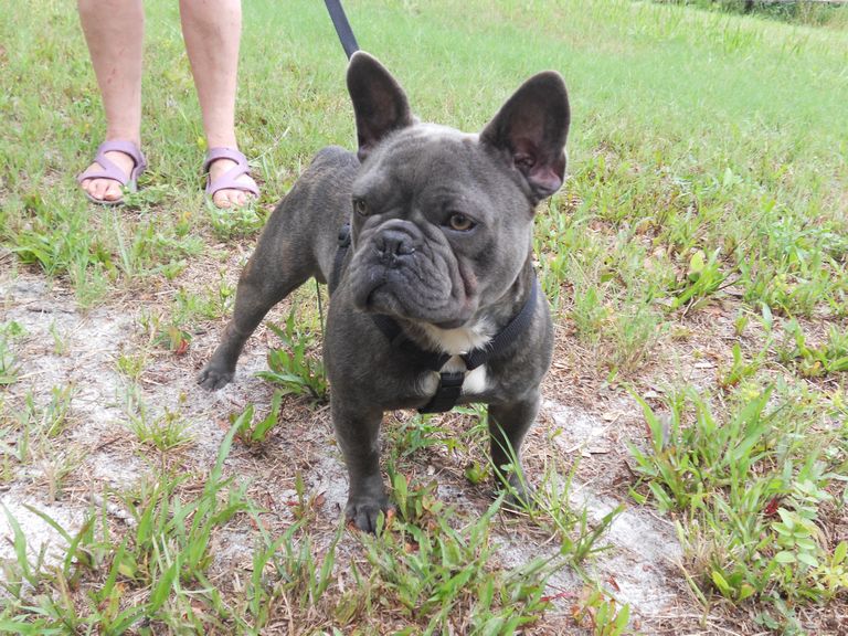 French Bulldog Rescue Florida Tampa