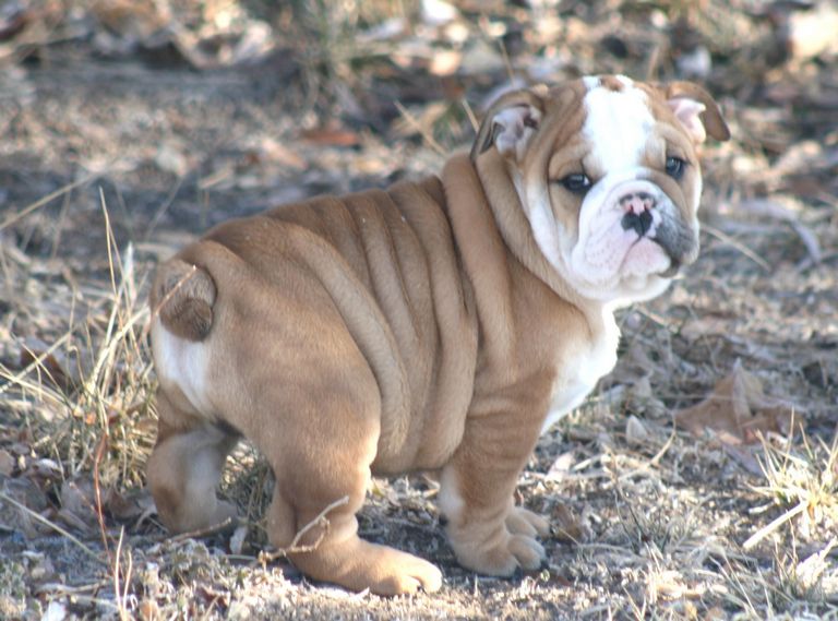 French Bulldog Rescue Texas Top Dog Information