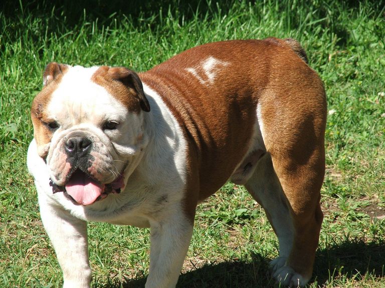 French Bulldog Seattle Craigslist Top Dog Information