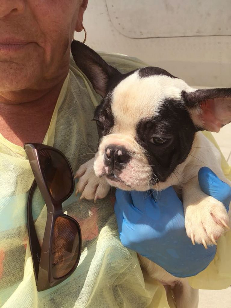 French Bulldog Second Chance Rescue