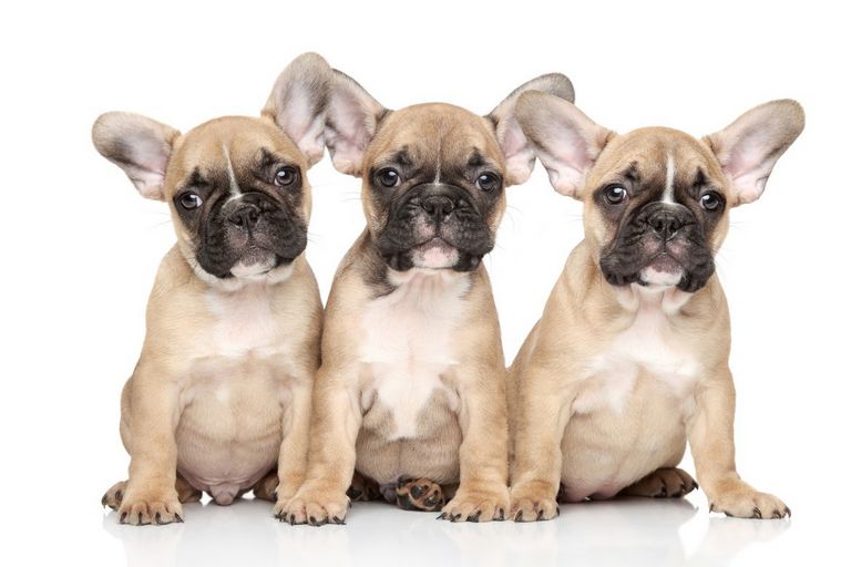 French Bulldogs For Sale In Gilbert