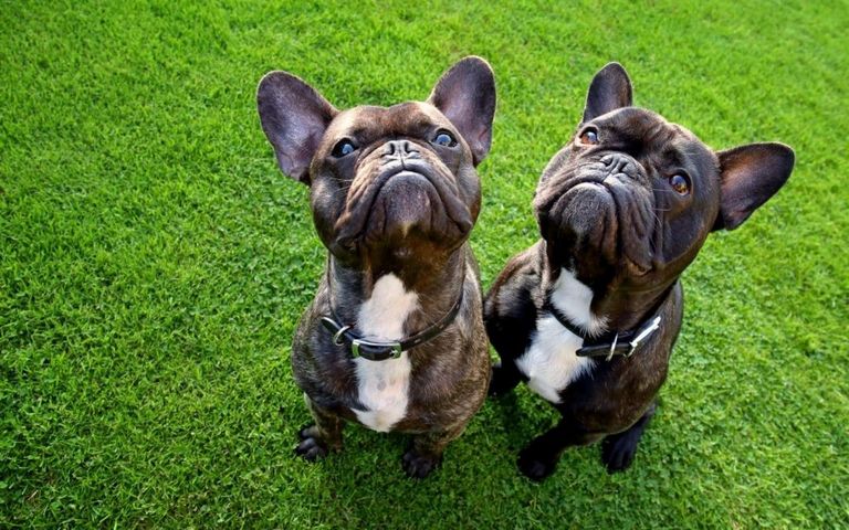 French Bulldogs For Sale In Idaho Falls Top Dog Information